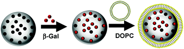 Graphical abstract: Lipid-coated mesoporous silica microparticles for the controlled delivery of β-galactosidase into intestines