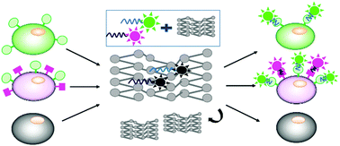 Graphical abstract: Precise and label-free tumour cell recognition based on a black phosphorus nanoquenching platform