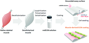 Graphical abstract: Muscle-derived extracellular matrix on sinusoidal wavy surfaces synergistically promotes myogenic differentiation and maturation