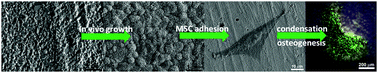 Graphical abstract: Biological effects of apatite nanoparticle-constructed ceramic surfaces in regulating behaviours of mesenchymal stem cells