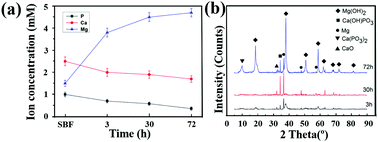 Graphical abstract: Unraveling the osteogenesis of magnesium by the activity of osteoblasts in vitro