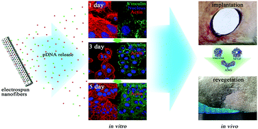 Graphical abstract: A gene-activating skin substitute comprising PLLA/POSS nanofibers and plasmid DNA encoding ANG and bFGF promotes in vivo revascularization and epidermalization