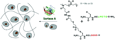 Graphical abstract: Enzymatically crosslinked poly(2-alkyl-2-oxazoline) networks for 3D cell culture