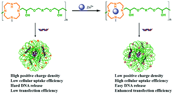 Graphical abstract: Zn(ii) coordination to cyclen-based polycations for enhanced gene delivery