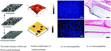 Graphical abstract: Comparative evaluation of the biocompatible and physical–chemical properties of poly(lactide-co-glycolide) and polydopamine as coating materials for bacterial cellulose