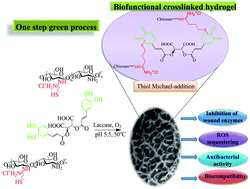 Graphical abstract: Enzymatic synthesis of a thiolated chitosan-based wound dressing crosslinked with chicoric acid