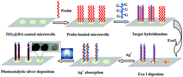 Graphical abstract: Synergic TiO2 photocatalysis and guanine photoreduction for silver deposition amplification: an ultrasensitive and high-throughput visualized colorimetric analysis strategy for anthrax DNAs in blood using a wettable microwells array