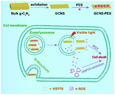 Graphical abstract: Graphitic carbon nitride nanosheets as a multifunctional nanoplatform for photochemical internalization-enhanced photodynamic therapy