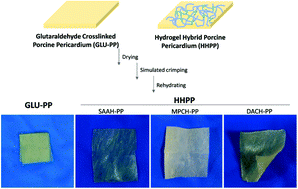 Graphical abstract: Hydrogel hybrid porcine pericardium for the fabrication of a pre-mounted TAVI valve with improved biocompatibility