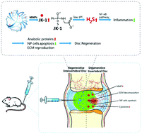 Graphical abstract: pH and enzyme dual-responsive release of hydrogen sulfide for disc degeneration therapy