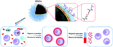 Graphical abstract: Multifunctional luminescent immuno-magnetic nanoparticles: toward fast, efficient, cell-friendly capture and recovery of circulating tumor cells