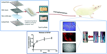 Graphical abstract: Integration of mesenchymal stem cell sheet and bFGF-loaded fibrin gel in knitted PLGA scaffolds favorable for tendon repair