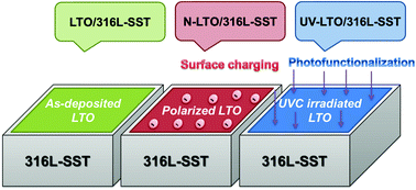 Graphical abstract: Functionalized-ferroelectric-coating-driven enhanced biomineralization and protein-conformation on metallic implants