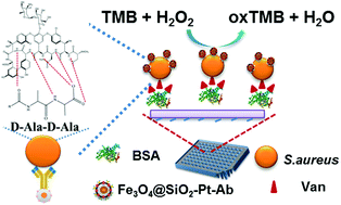 Graphical abstract: Controllable fabrication of magnetic core–shell nanocomposites with high peroxide mimetic properties for bacterial detection and antibacterial applications