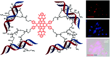 Graphical abstract: Design and synthesis of a fluorescent amino poly(glycidyl methacrylate) for efficient gene delivery