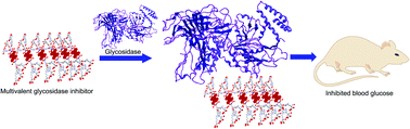 Graphical abstract: Synthesis, self-assembly behaviours and multivalent glycosidase inhibition effects of a deoxynojirimycin modified perylene bisimide derivative