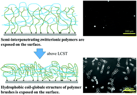 Graphical abstract: Bioinactive semi-interpenetrating network gel layers: zwitterionic polymer chains incorporated in a cross-linked polymer brush