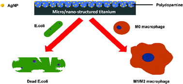 Graphical abstract: Inflammatory responses to micro/nano-structured titanium surfaces with silver nanoparticles in vitro