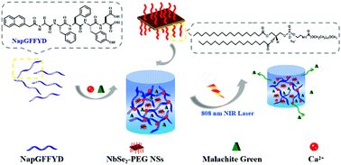 Graphical abstract: NIR light-responsive short peptide/2D NbSe2 nanosheets composite hydrogel with controlled-release capacity