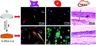 Graphical abstract: Polydopamine-mediated covalent functionalization of collagen on a titanium alloy to promote biocompatibility with soft tissues