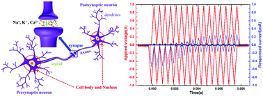 Graphical abstract: An electronic synapse memristor device with conductance linearity using quantized conduction for neuroinspired computing