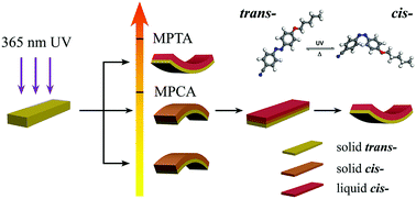 Graphical abstract: Photoinduced multi-directional deformation of azobenzene molecular crystals