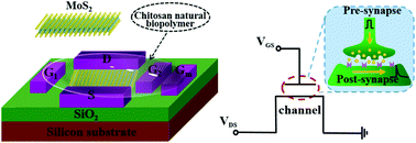 Graphical abstract: Proton–electron-coupled MoS2 synaptic transistors with a natural renewable biopolymer neurotransmitter for brain-inspired neuromorphic learning