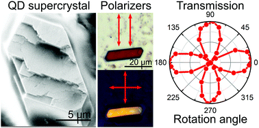 Graphical abstract: From colloidal CdSe quantum dots to microscale optically anisotropic supercrystals through bottom-up self-assembly