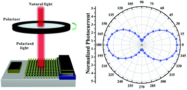 Graphical abstract: A self-powered high-performance photodetector based on a MoS2/GaAs heterojunction with high polarization sensitivity