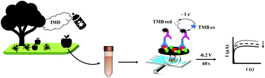 Graphical abstract: A monoclonal antibody-based immunosensor for the electrochemical detection of imidacloprid pesticide