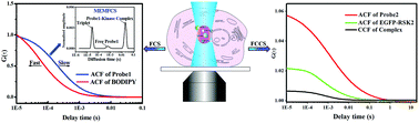 Graphical abstract: In situ study of RSK2 kinase activity in a single living cell by combining single molecule spectroscopy with activity-based probes