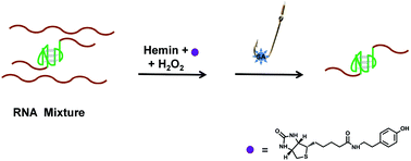 Graphical abstract: Biotinylation and isolation of an RNA G-quadruplex based on its peroxidase-mimicking activity
