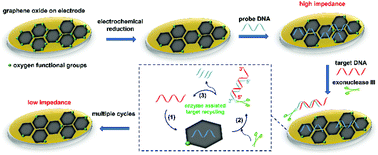 Graphical abstract: A label-free and ultrasensitive DNA impedimetric sensor with enzymatic and electrical dual-amplification