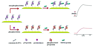 Graphical abstract: Real-time surface plasmon resonance monitoring of site-specific phosphorylation of p53 protein and its interaction with MDM2 protein