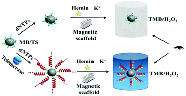 Graphical abstract: Target-controlled in situ formation of G-quadruplex DNAzyme for a sensitive visual assay of telomerase activity
