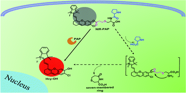Graphical abstract: A near infrared fluorescent probe for the detection and imaging of prolyl aminopeptidase activity in living cells