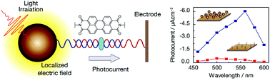 Graphical abstract: Photocurrent enhancement by a local electric field on DNA-modified electrodes covered with gold nanoparticles