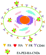 Graphical abstract: Dual-ligand functionalized carbon nanodots as green fluorescent nanosensors for cellular dual receptor-mediated targeted imaging