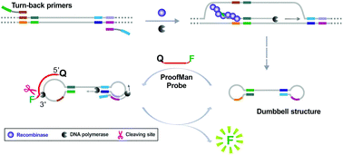 Graphical abstract: Recombinase assisted loop-mediated isothermal DNA amplification