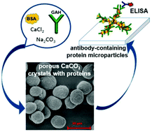 Graphical abstract: Porous antibody-containing protein microparticles as novel carriers for ELISA