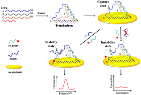 Graphical abstract: Ultrasensitive electrochemical DNA biosensor based on a tetrahedral structure and proximity-dependent surface hybridization