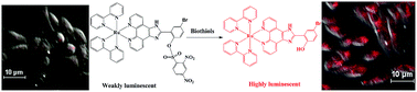 Graphical abstract: Development of fast-response turn-on phosphorescent probes for biothiols based on ruthenium(ii) complexes