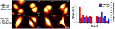 Graphical abstract: Evaluation of 5-fluorouracil-treated lung cancer cells by atomic force microscopy