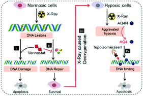 Graphical abstract: Ultralong circulating choline phosphate liposomal nanomedicines for cascaded chemo-radiotherapy