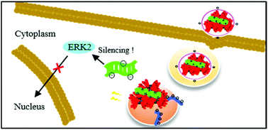 Graphical abstract: A “self-accelerating endosomal escape” siRNA delivery nanosystem for significantly suppressing hyperplasia via blocking the ERK2 pathway