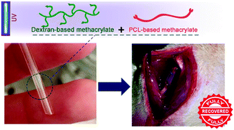 Graphical abstract: Dextran-based tube-guides for the regeneration of the rat sciatic nerve after neurotmesis injury