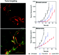 Graphical abstract: Leukocyte-mimicking nanovesicles for effective doxorubicin delivery to treat breast cancer and melanoma