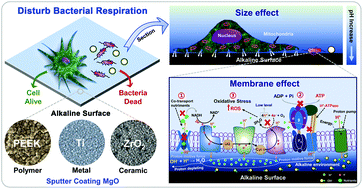 Graphical abstract: A facile and universal strategy to endow implant materials with antibacterial ability via alkalinity disturbing bacterial respiration