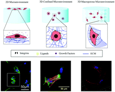 Graphical abstract: Matrix stiffness-regulated cellular functions under different dimensionalities