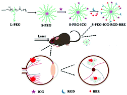 Graphical abstract: Intravenous anti-VEGF agents with RGD peptide-targeted core cross-linked star (CCS) polymers modified with indocyanine green for imaging and treatment of laser-induced choroidal neovascularization